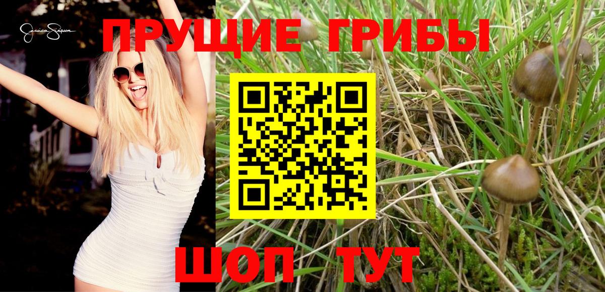 Псилоцибиновые грибы Cubensis Волжский